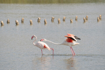 pink flamingos quarrel for the dominance of the territory
