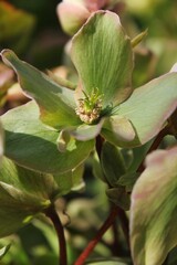 green and yellow flower growing in the meadow.