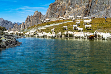 Vacche si dissetano con le fresche acque del Lago della Meja (Valle Maira – Cuneo)