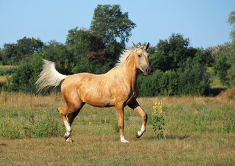 Elegant warmblood  palomino mare runs trotting through the meadow