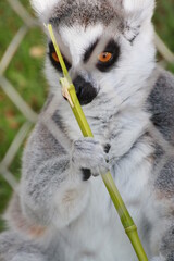 lemur