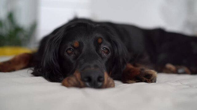 Sad dog on the bed, Gordon Setter is lying on the bed 