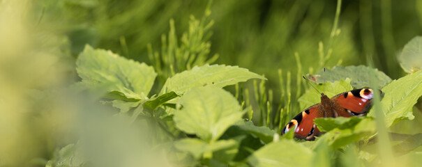 Panoramic photo of a butterfly on a green leaf