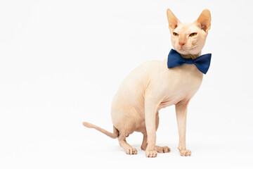 Sphynx cat with bowtie collar sitting on white background shot in the studio