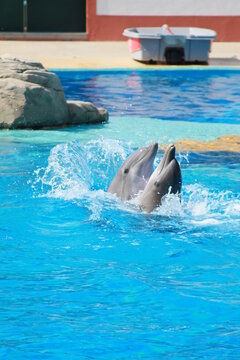 dolphins © Comprimido