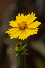 An yellow flower blooming towards the sunlight