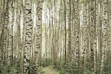 Naklejka premium Beautiful birch forest summer, background