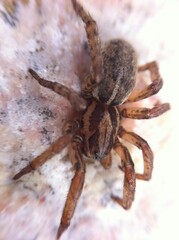 spider