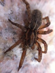 spider