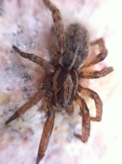 spider