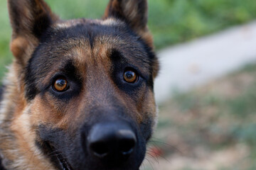 german shepherd dog guard eyes