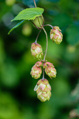 Hop inflorescence