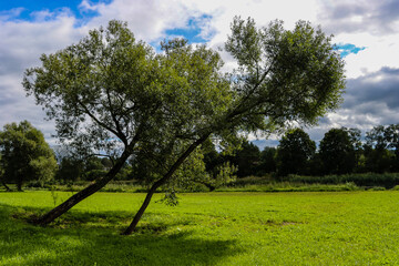 Trees in the meadow