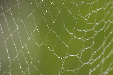cobweb with water drops