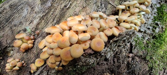 Stubbenpilze am abgestorbenen Baum