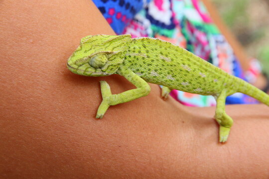 lagarto - animal - rept&eacute;is 