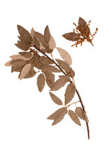 Herbarium dry branch of a cork oak tree isolated on white background.