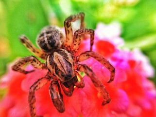 spider