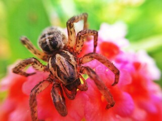 spider