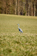 Fototapeta premium heron in the grass