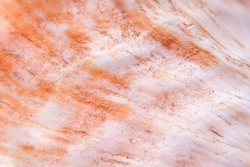 Macro view of an orange and white sea shell