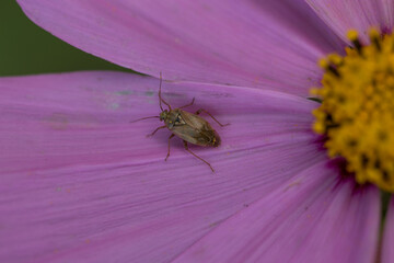 tiny brown beetle macro on pink flower