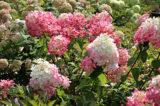 ortensia hydrangea paniculata