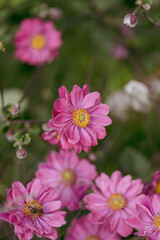 Obraz na płótnie Canvas Pink flowers garden summer background
