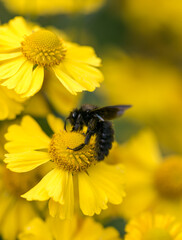 black bee macro on yellow blossom