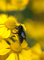 black bee on yellow plant macro summertime