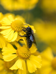Black carpenter bee blue on yellow flower macro summer