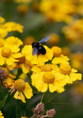 black carpenter bee on yellow plant macro
