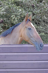 Pferd
