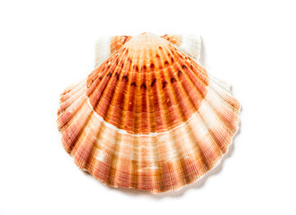 Scallop shell on white background