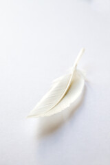 White feather on light background