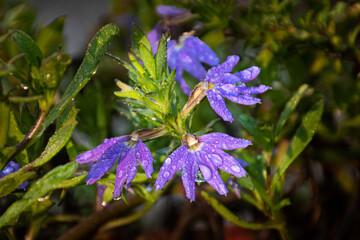 Fototapeta premium A very colorful purple weed growing in our yard here in Windsor in Upstate NY. Dew formed overnight on the colorful flower blossoms.