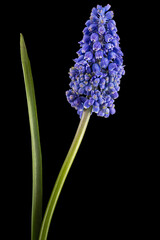 Violet flowers of hyacinth, isolated on black background