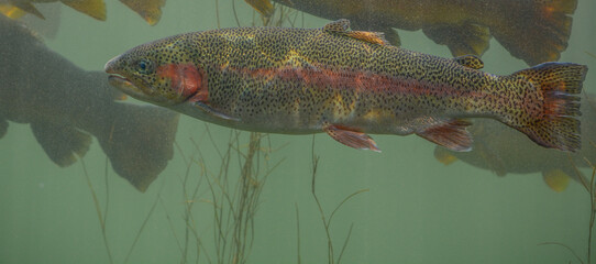 Colorful Rainbow Trout at the D.C. Booth Fish Hatchery in the Spearfish City Campground of...