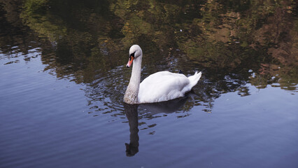 Swan Swimming in the Lake in Autumn Day