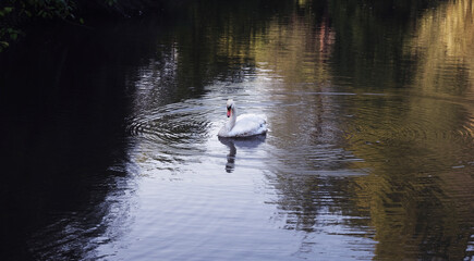 Swan Swimming in the Lake