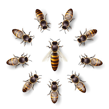 Realistic Bee Queen Mother and Bee Workers Around Her - Life of Bee Colony Simple Icon on White Background. Macro Insect, Concept of Food Industry