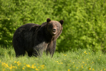 Fototapeta premium Wild brown bear ( Ursus arctos )
