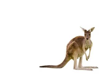 Rolgordijnen Beautiful kangaroo standing in alert position ON WHITE BACKGROUND WITH COPY SPACE isolated, white, Perth, Western Australia, Australia © Alexander Sánchez
