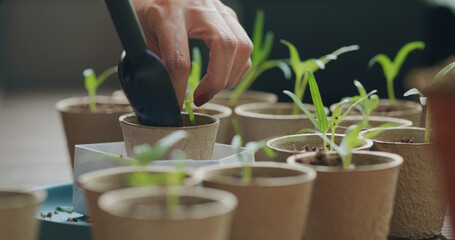 Cup of small water spinach sprout