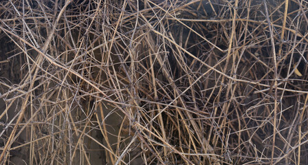 pattern with an irregular texture from tangle of dry branches and little wild sticks for a background