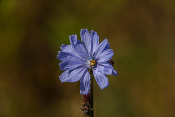 Blue flower of the grass. A ladybug on a blue wildflower in the middle of a field. Blue wildflowers...