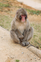 A cute monkey is sitting in a park in Kyoto. Close-up. Vertical.