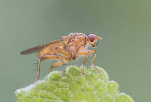 Scathophaga cf lutaria dung fly diptero of orange brown color perched on a leaf homogeneous green background