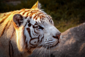 portrait of a tiger