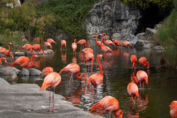 group of flamingos